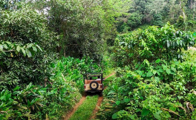 Janiro Tea Trees Villas فيثيري المظهر الخارجي الصورة