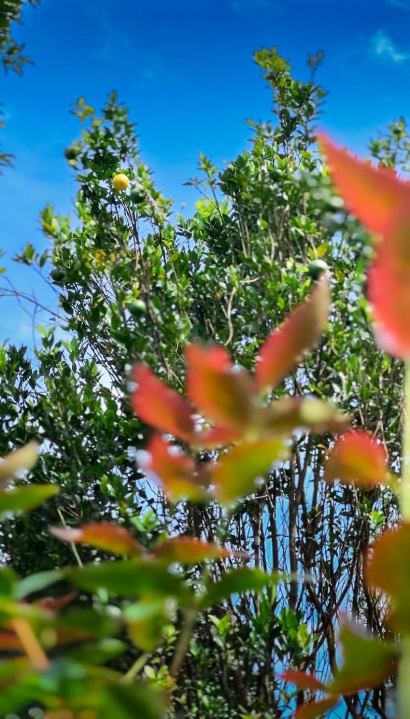 Janiro Tea Trees Villas فيثيري المظهر الخارجي الصورة