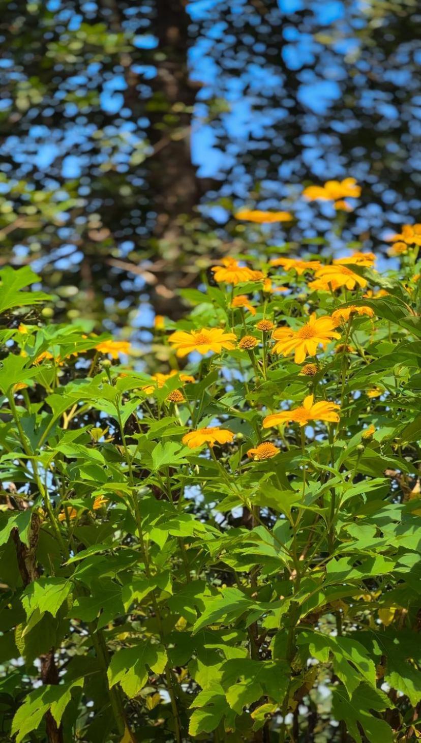 Janiro Tea Trees Villas فيثيري المظهر الخارجي الصورة
