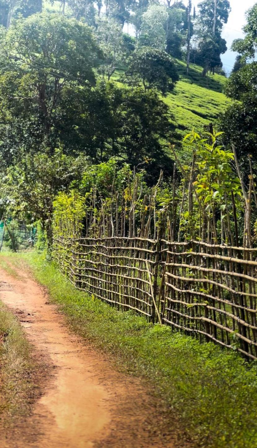 Janiro Tea Trees Villas فيثيري المظهر الخارجي الصورة