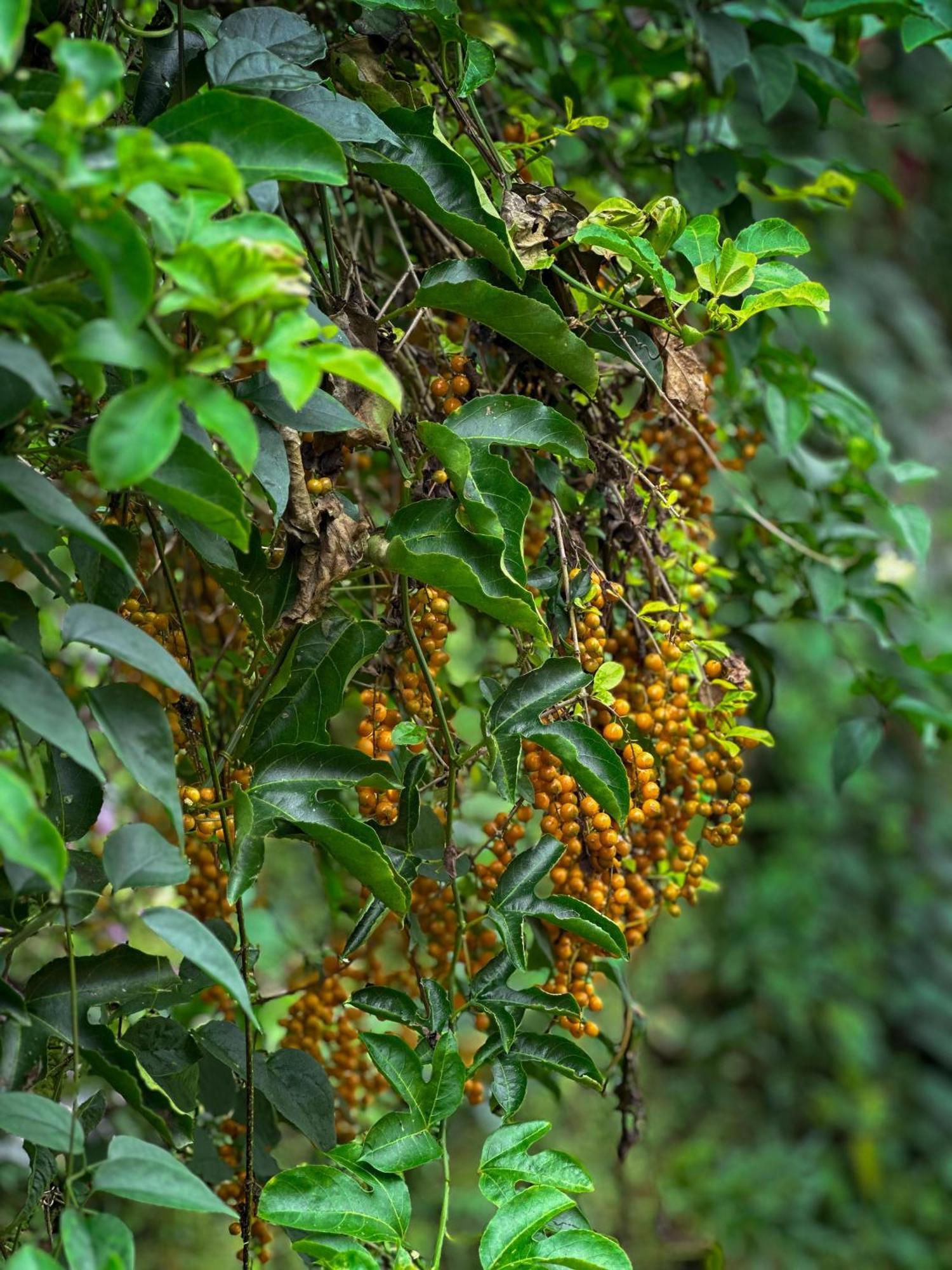 Janiro Tea Trees Villas فيثيري المظهر الخارجي الصورة
