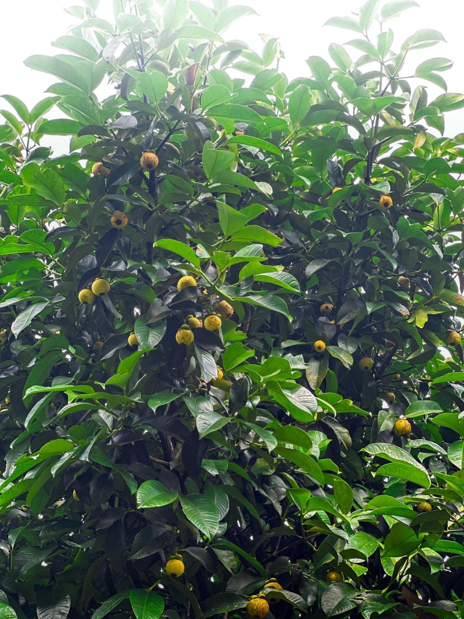 Janiro Tea Trees Villas فيثيري المظهر الخارجي الصورة