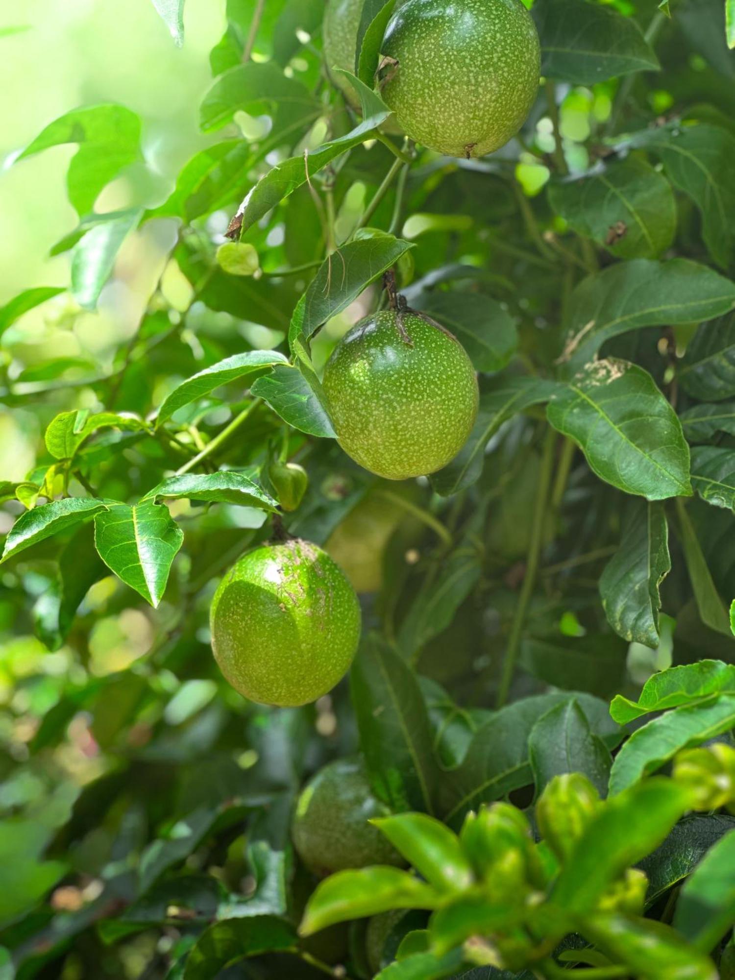 Janiro Tea Trees Villas فيثيري المظهر الخارجي الصورة