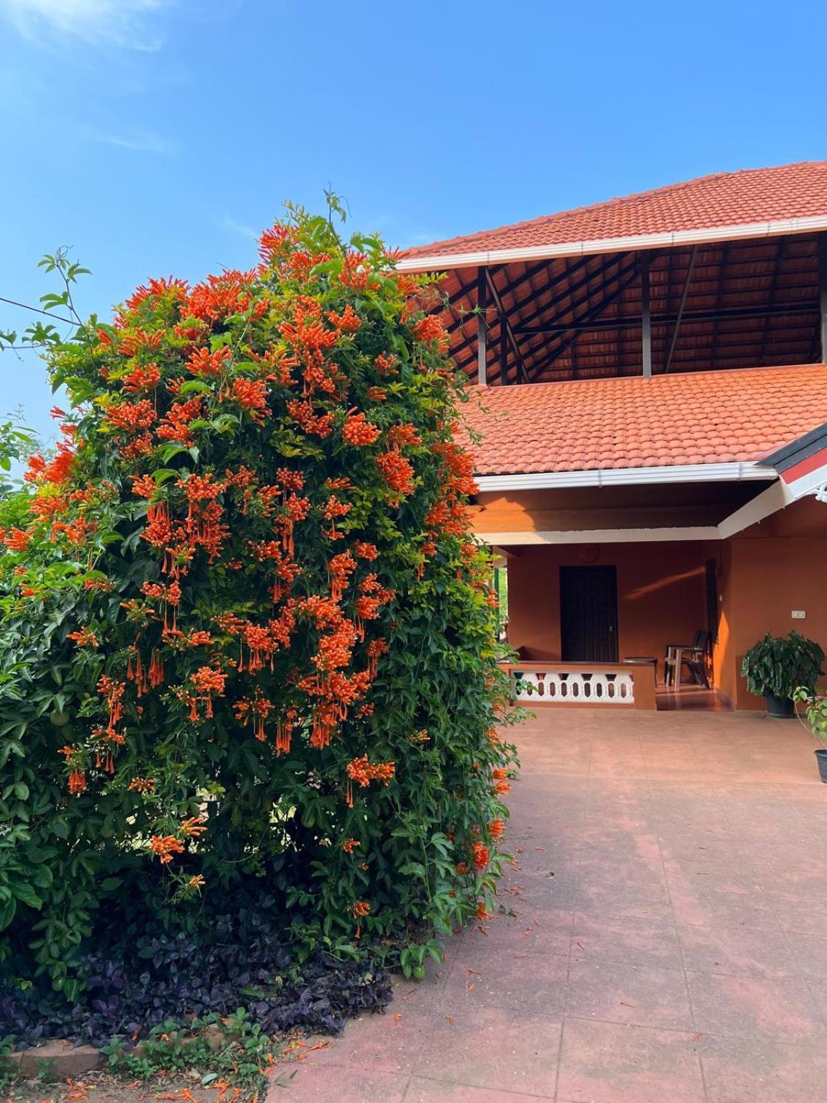 Janiro Tea Trees Villas فيثيري المظهر الخارجي الصورة